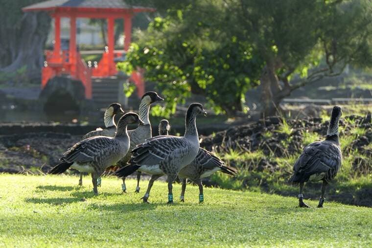 Three nene goslings survive at Liliuokalani Gardens, first in years