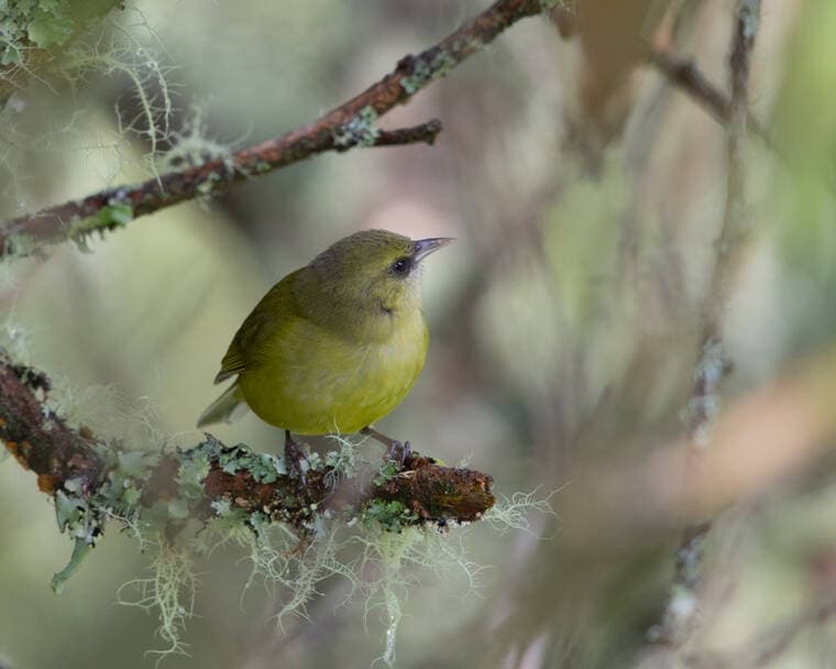 Year of the Alawi campaign aims to protect Hawaii Island forests