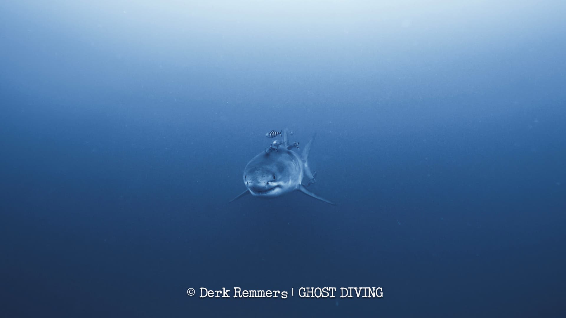 Divers capture first underwater footage of great white shark in Mediterranean