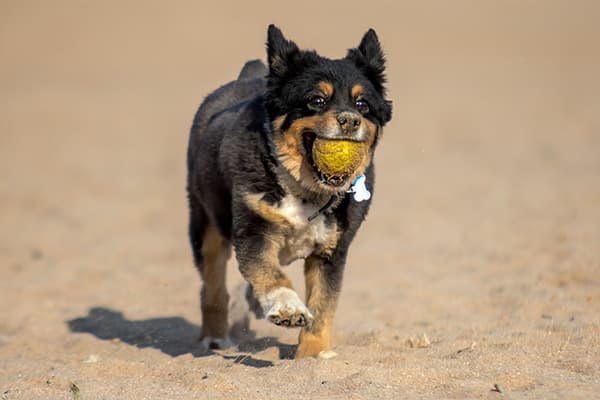 Highlands Ranch to close four dog parks for routine maintenance next week