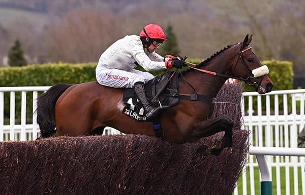 Seddon, 12, 2023 Cheltenham Hero, Retired to Galaxy Horse Rescue