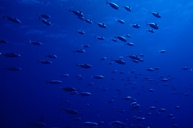 ISSF Pushes Collaborative Strategies to Strengthen Sustainable Tuna Fisheries