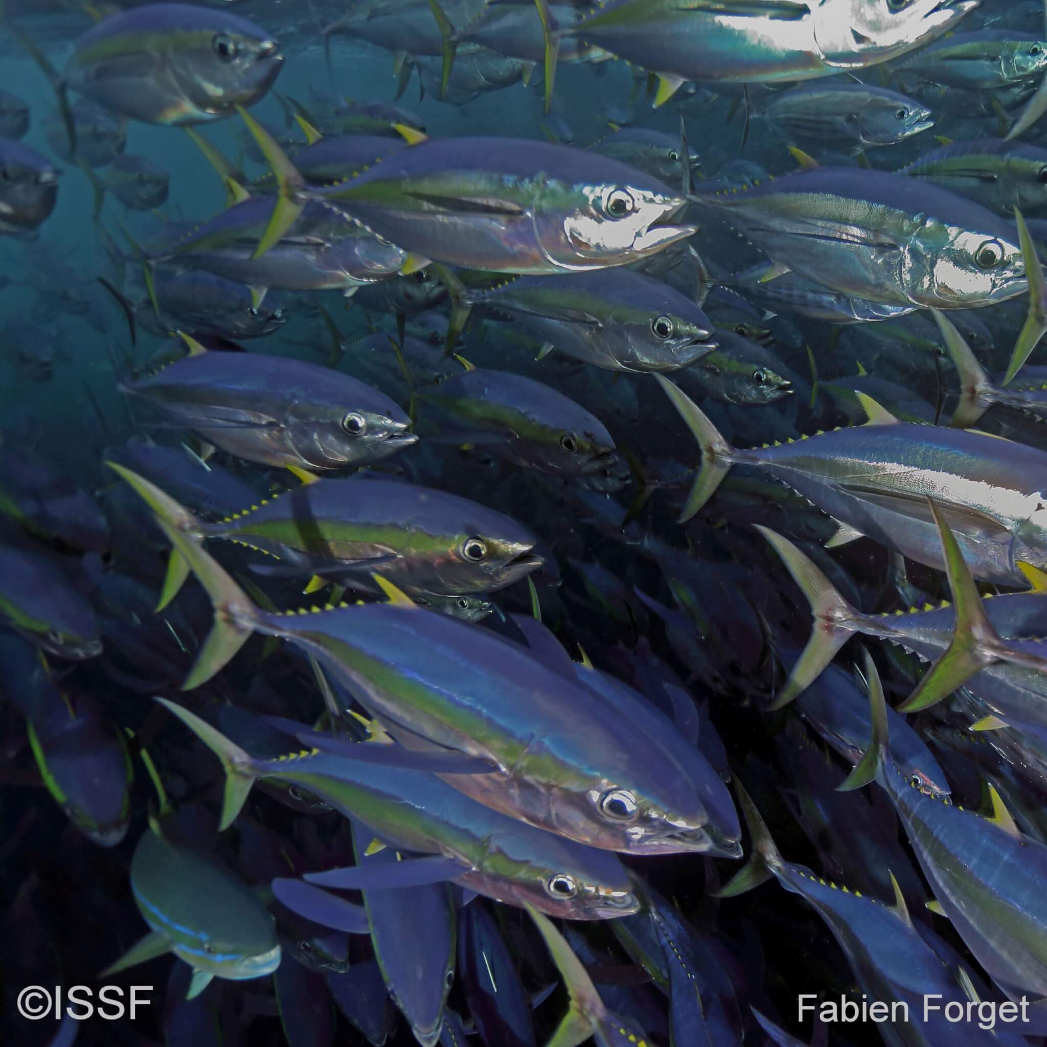 97% of Global Tuna Catch Healthy; Nearly 100% Not Overfished