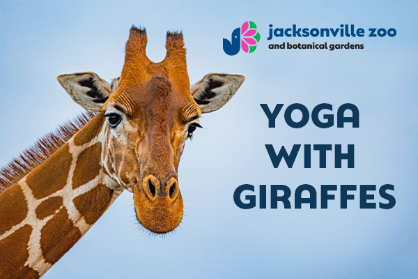 Jacksonville Zoo brings back yoga with giraffes for June weekends