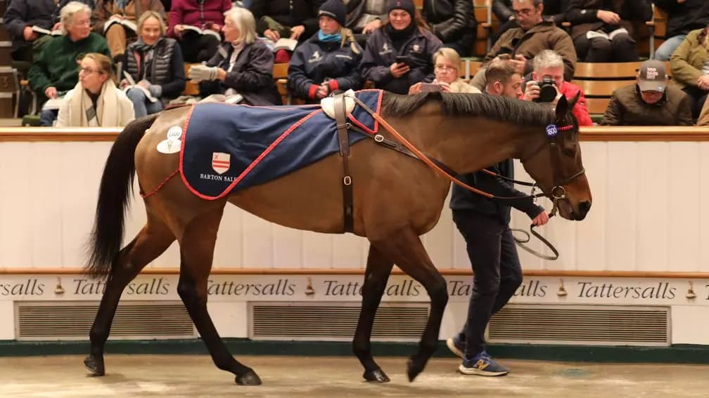 Sovereign Wealth tops Tattersalls opener, bought by Durcan for Blue Blood Racing