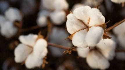 Organic Cotton Summit in Istanbul Targets Traceability and Climate Resilience