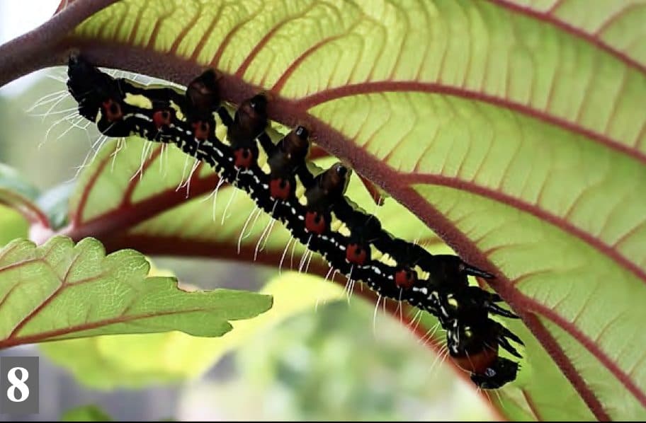 How Kauaʻi Residents Can Identify and Report Invasive Species, Including Ramie Moth