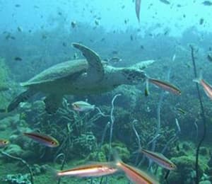 Key West refuge marks Roosevelt’s early conservation legacy