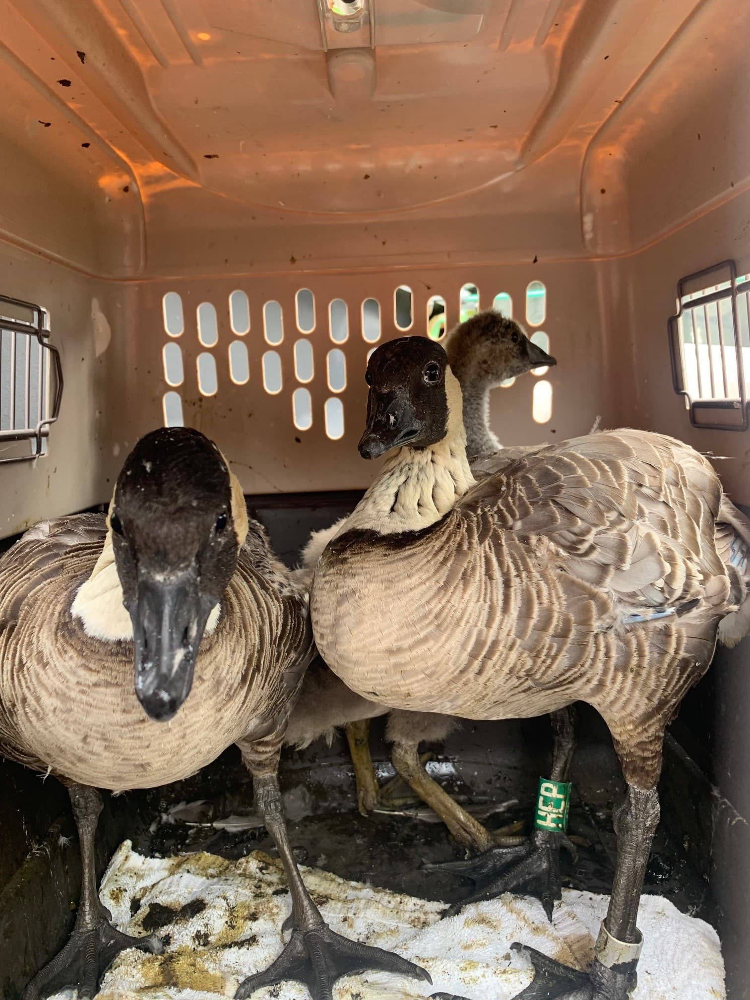 County Bans Feeding Feral Animals on Public Property, Protects Nēnē