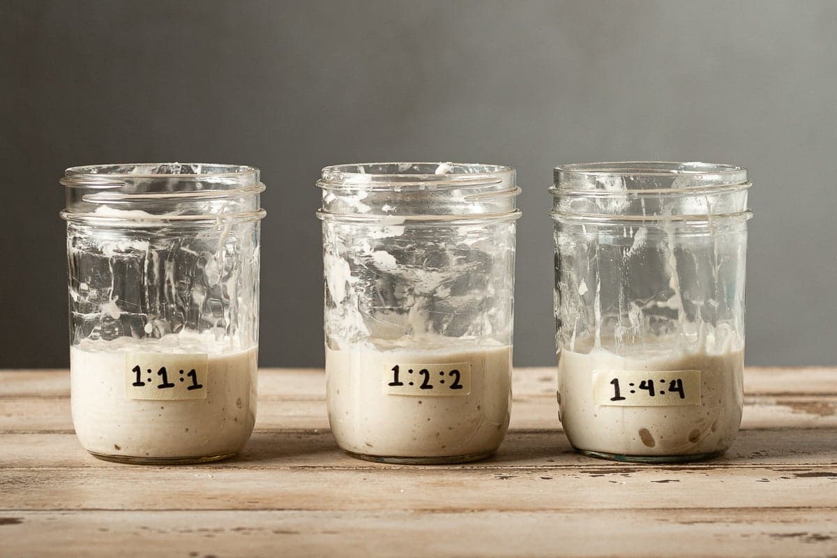 Sourdough starter feeding ratios tested for faster, predictable rises