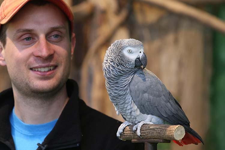 Zoo Knoxville’s Einstein, Famous African Grey Parrot, Dies from Syrinx Cancer
