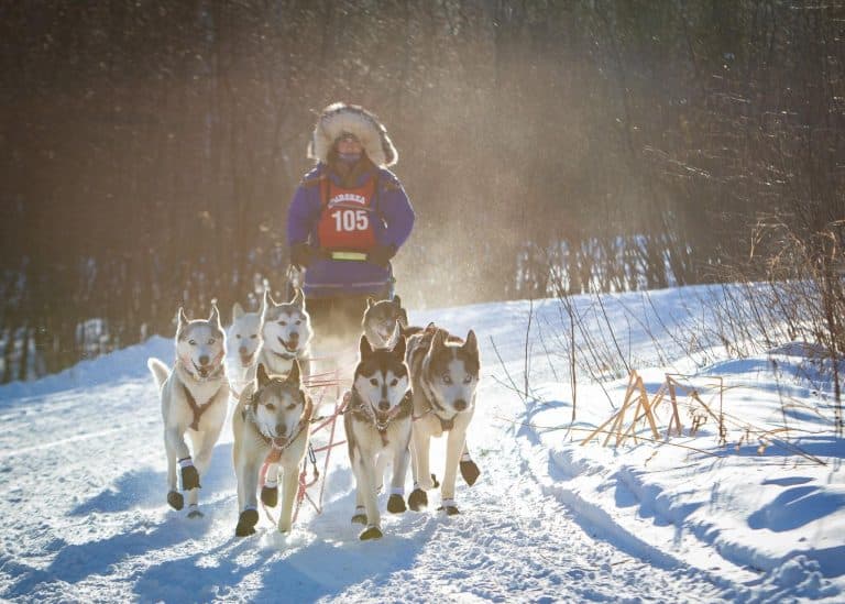 Elena Freking Endures Extreme Cold in 2026 John Beargrease 120