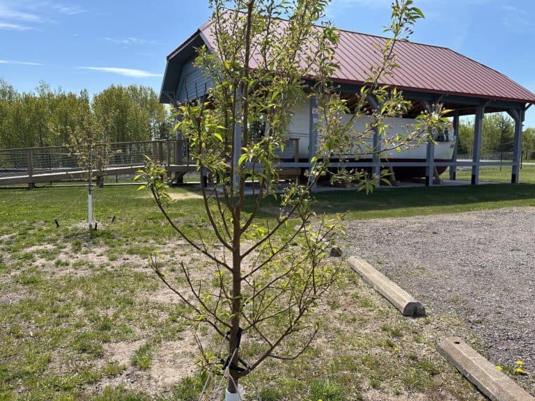 Knife River Heritage Center prepares to dedicate Legacy Tree memorial phase