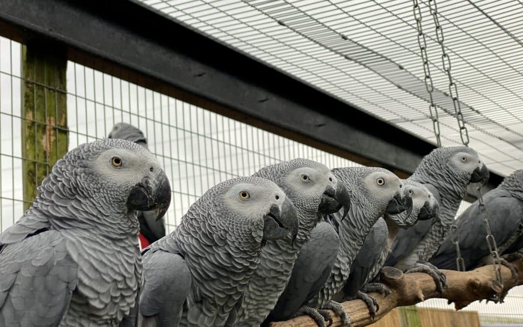 UK Wildlife Park Separates Five Swearing Parrots After They Taught Each Other to Curse