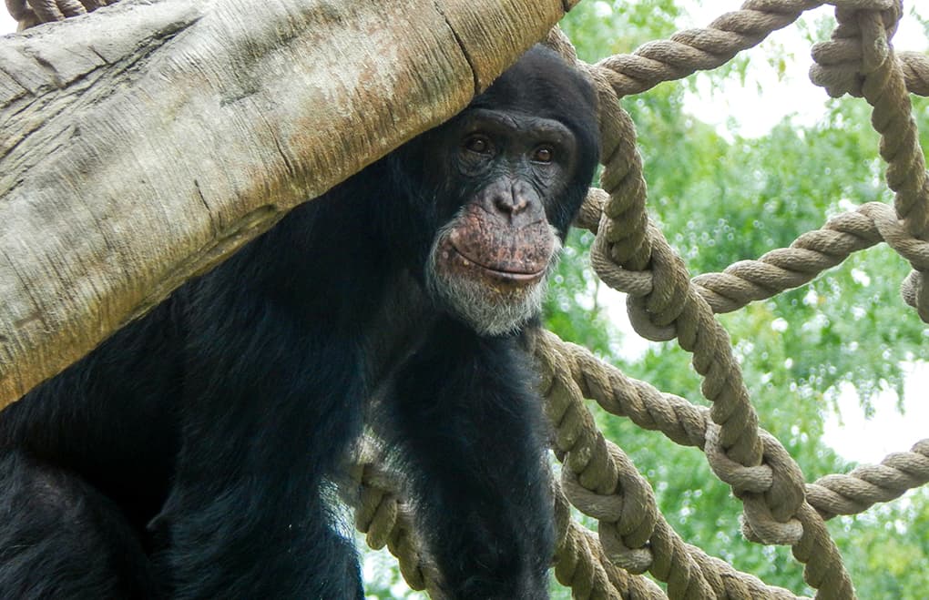 Maryland Zoo will welcome older chimpanzee Twiggy, officials say