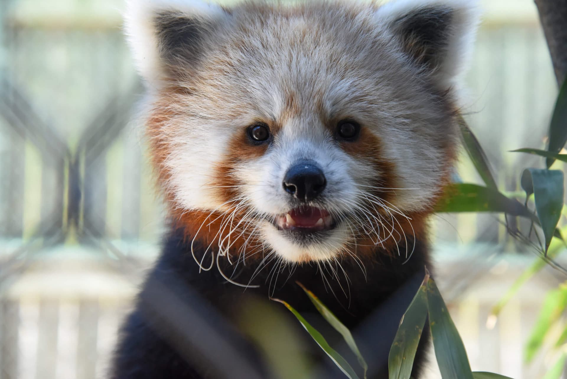 Maryland Zoo lets donors help name its younger red panda