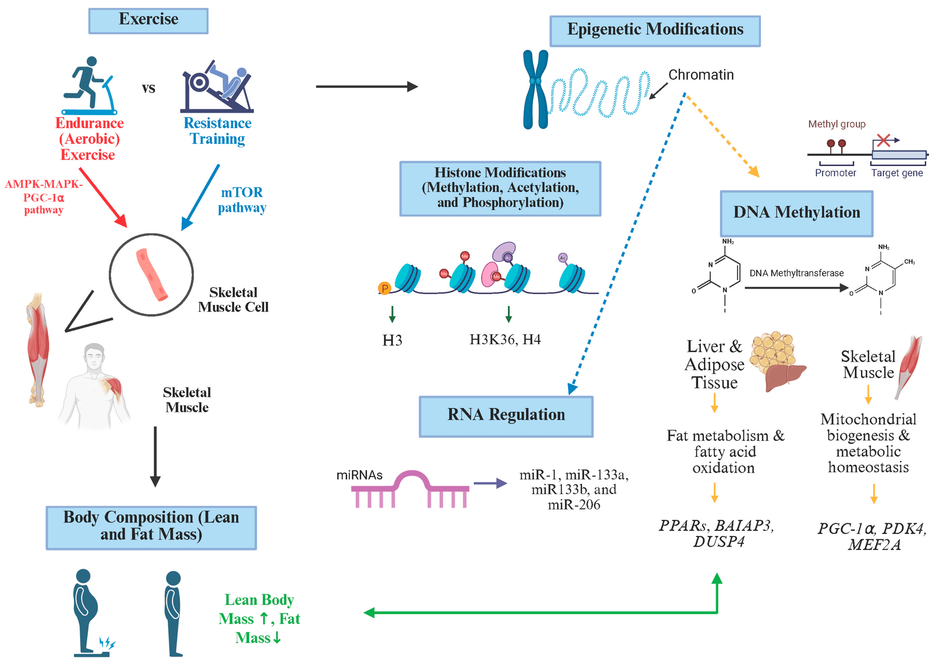 CrossFit explains how exercise can reprogram gene expression