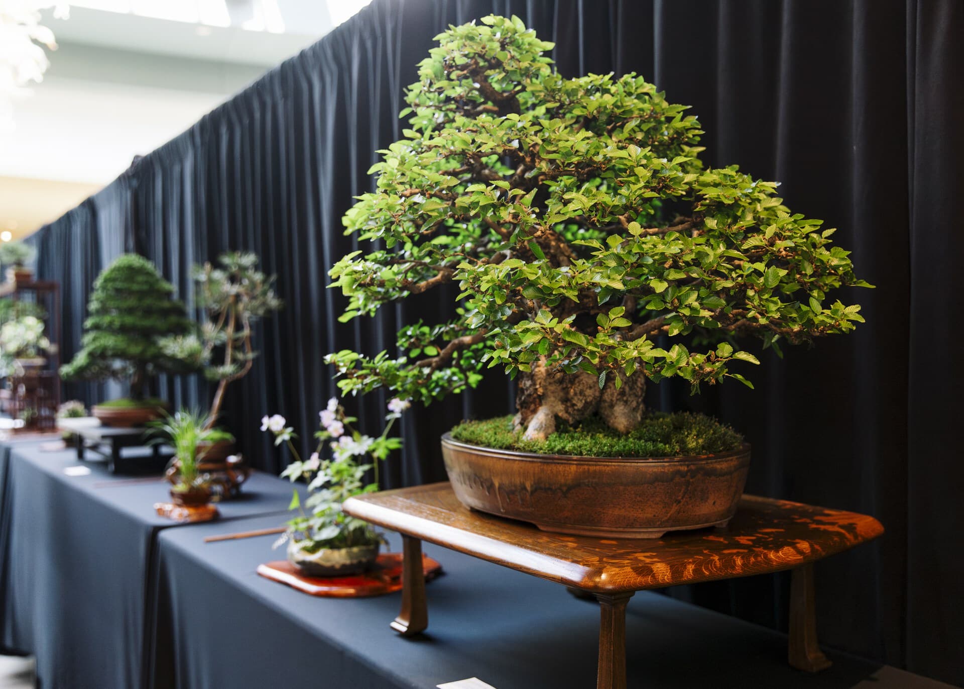 Michigan All-State Bonsai Show returns to Frederik Meijer Gardens in May 2026