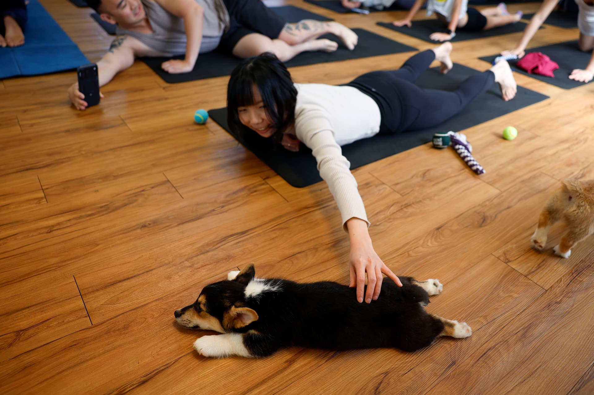 Redwood City corgi puppy yoga spotlights growing trend, and welfare concerns
