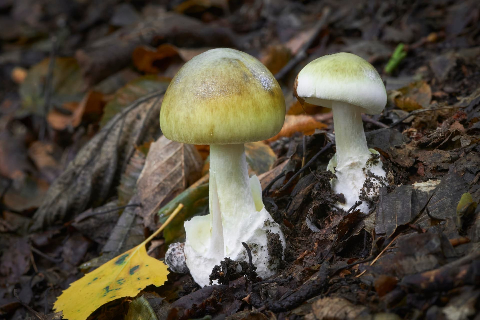 Marin vets warn toxic mushrooms are sickening dogs across the Bay Area