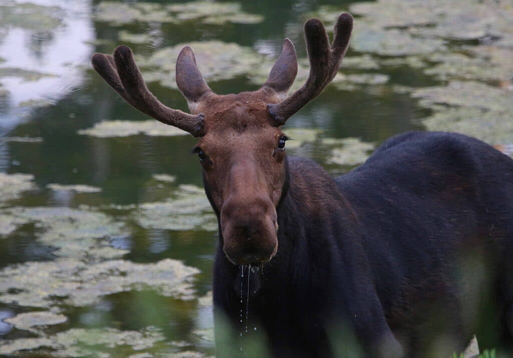 Utah warns hikers and bikers to keep distance from moose this summer