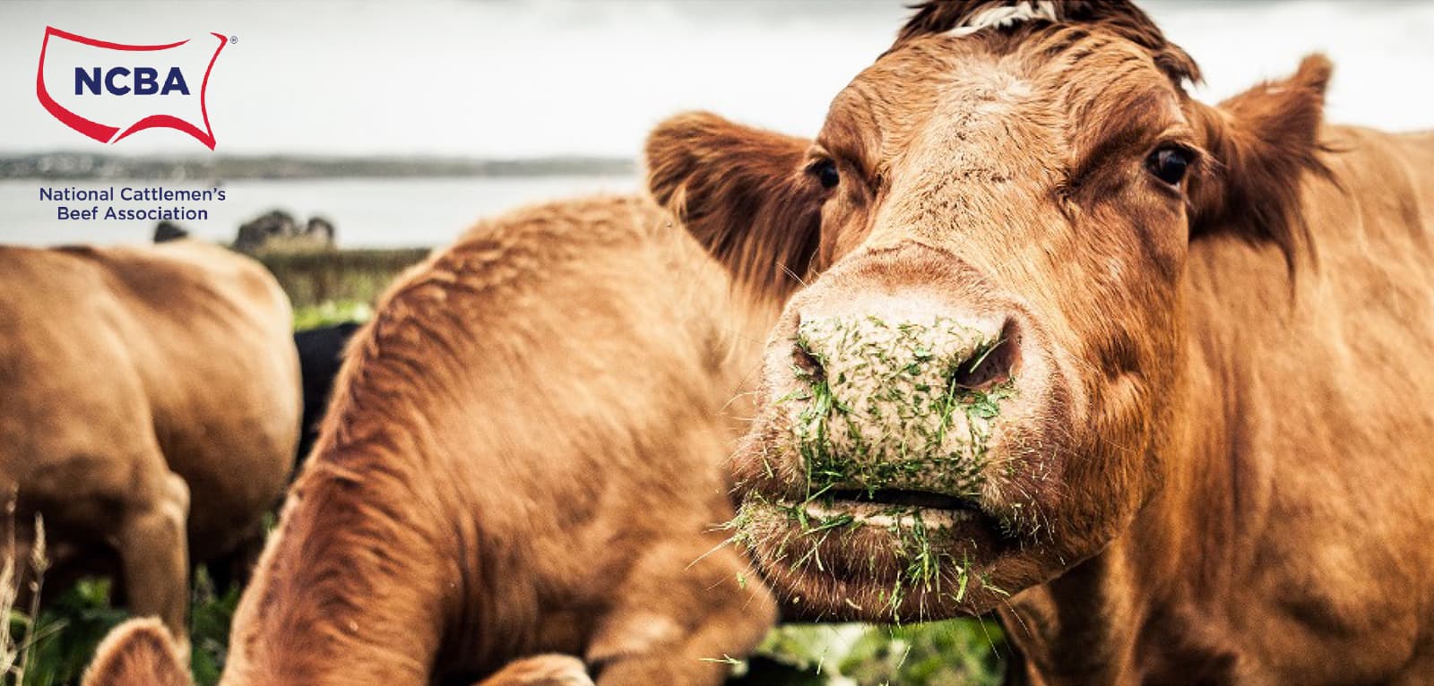 NCBA backs bill to tighten labeling rules for alternative proteins