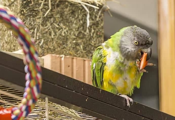 MSPCA-Angell Vet Guide to Parrot Care: Diet, Enrichment, Lifelong Commitment