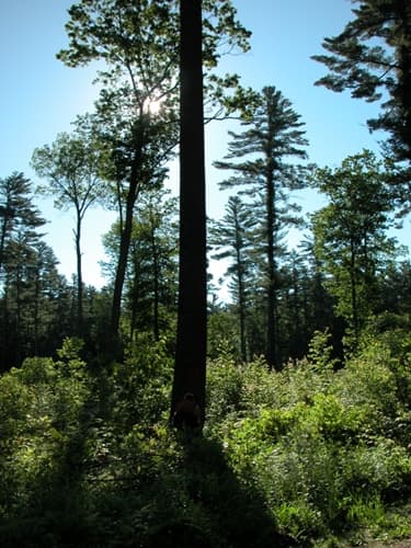 Menominee Forest Stewardship Sustains Jobs, Culture, and Local Economy