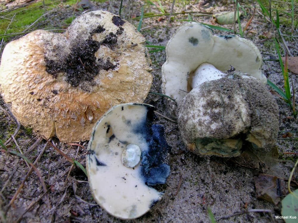 MushroomExpert.com adds Gyroporus key, expands species updates in June 2026