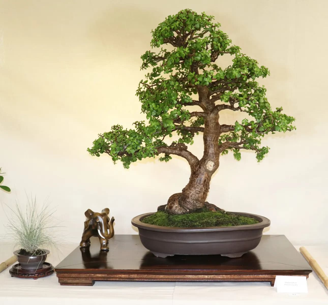 Bonsai Society of Southwest Florida reports strong auction, features dwarf schefflera