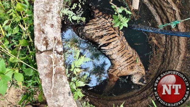 72 tigers die at Chiang Mai Tiger Kingdom parks; labs find canine distemper