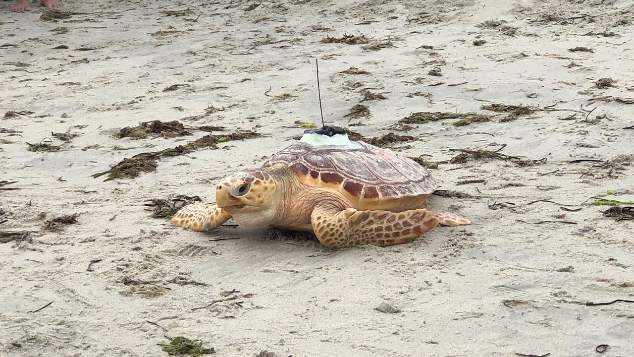 Rehabilitated Loggerhead Molly Released at Higgs Beach, Satellite Tagged