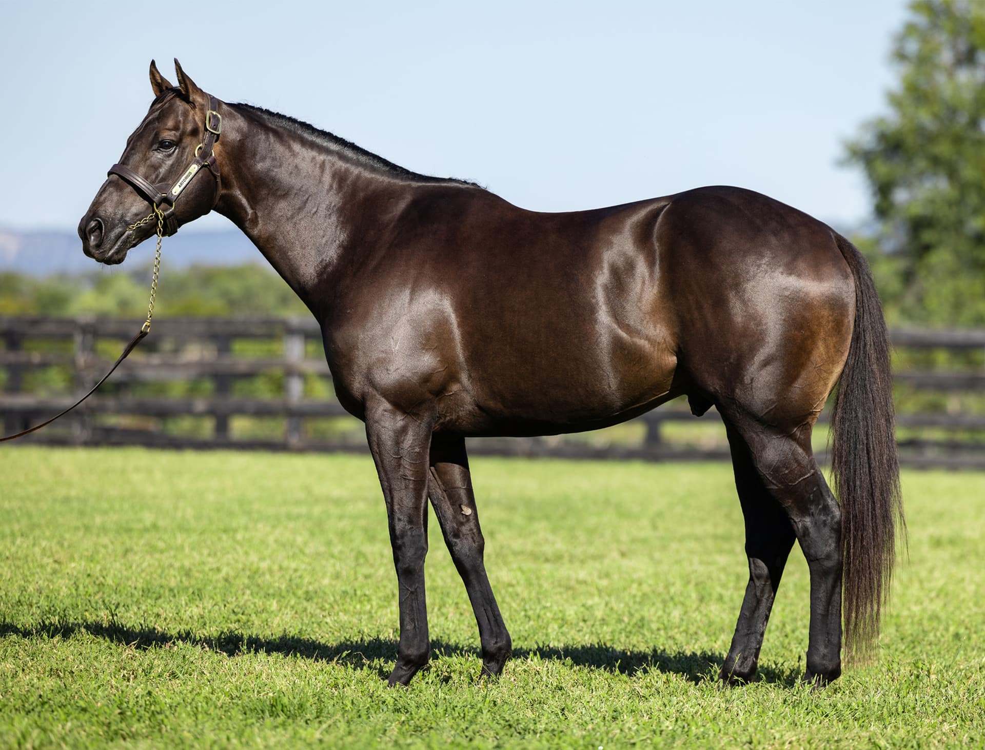 Extreme Choice Filly Tops Inglis Classic Day 1, Sells for AU$425,000