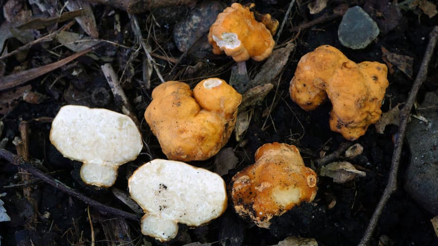 Prospect Park mushroom walk reveals hidden urban finds, and rare boletes
