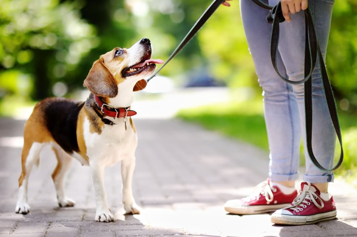 Indiana leash rules vary by county, dog owners must check local laws