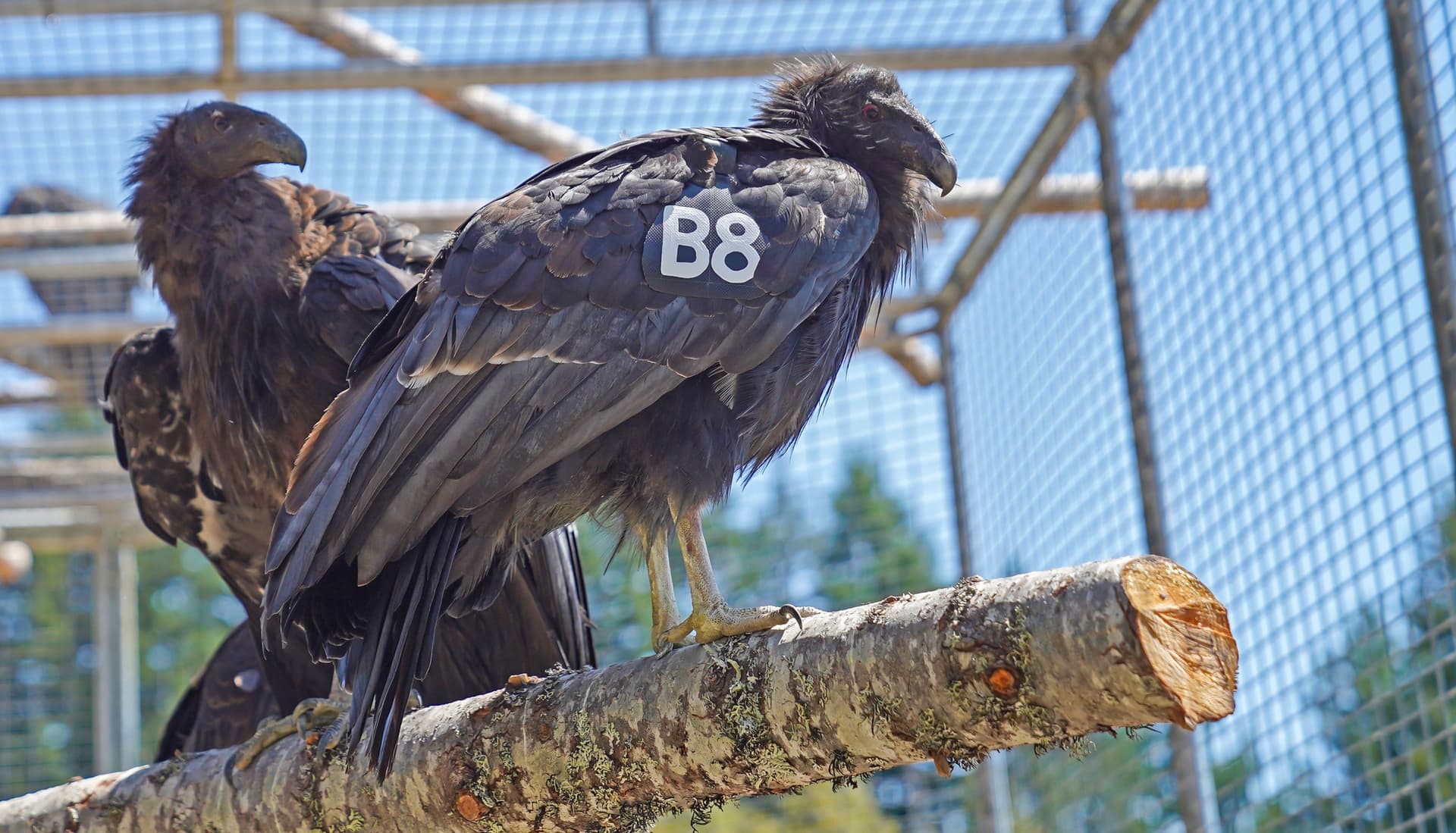 Second North Coast Condor B8 Found Dead in Humboldt County; Necropsy Underway