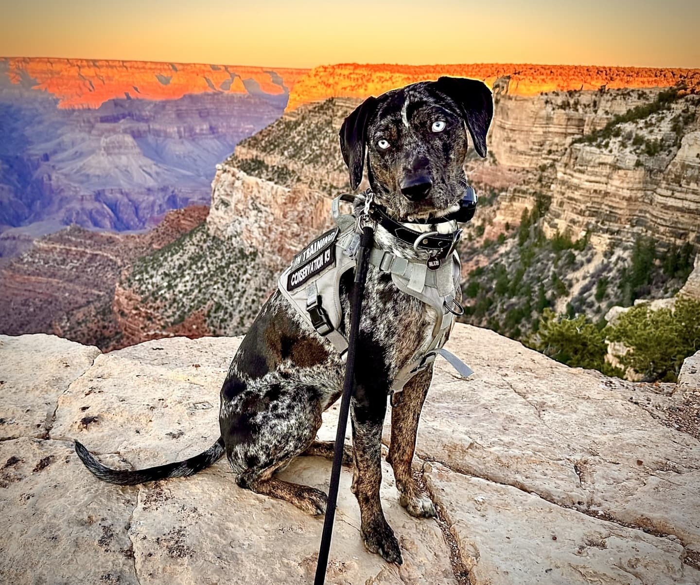 Grand Canyon uses conservation K-9 Blue to reduce wildlife conflicts