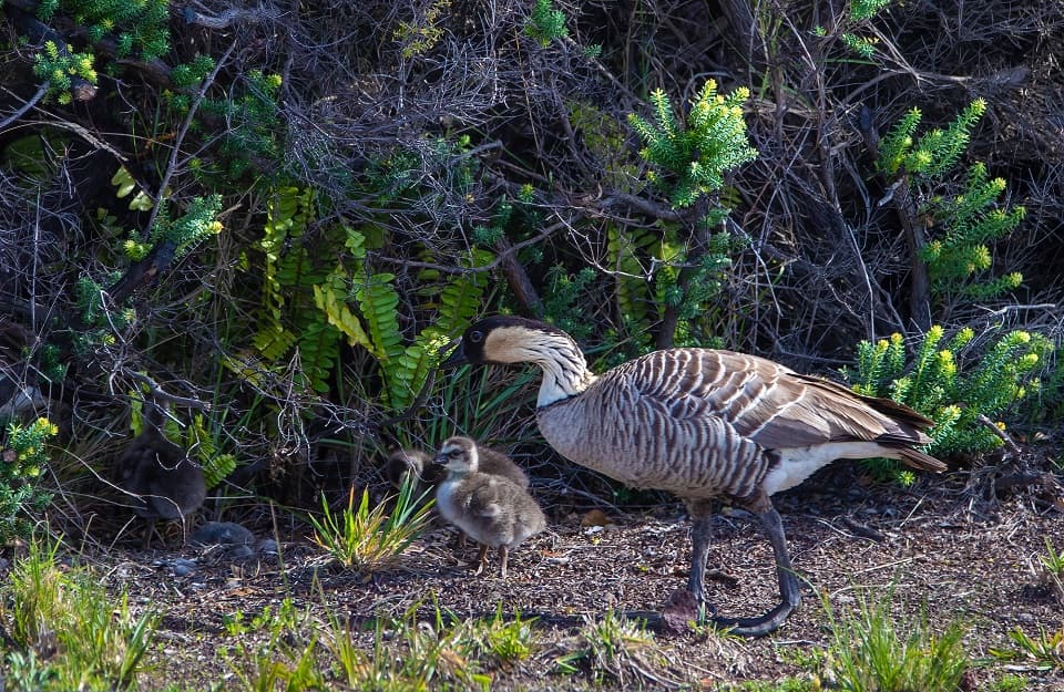 Kīlauea Overlook Parking Lot Closed to Protect Nesting Nēnē
