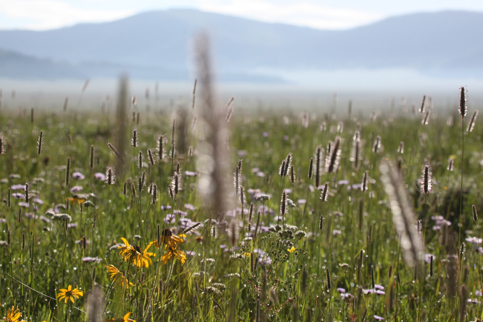 Valles Caldera showcases volcanic history, wildlife and scenic access