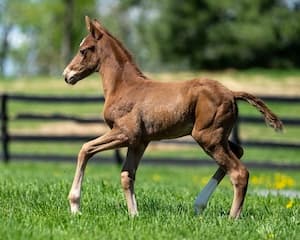 Rich Strike’s first foal arrives in New York, linking Derby upset team