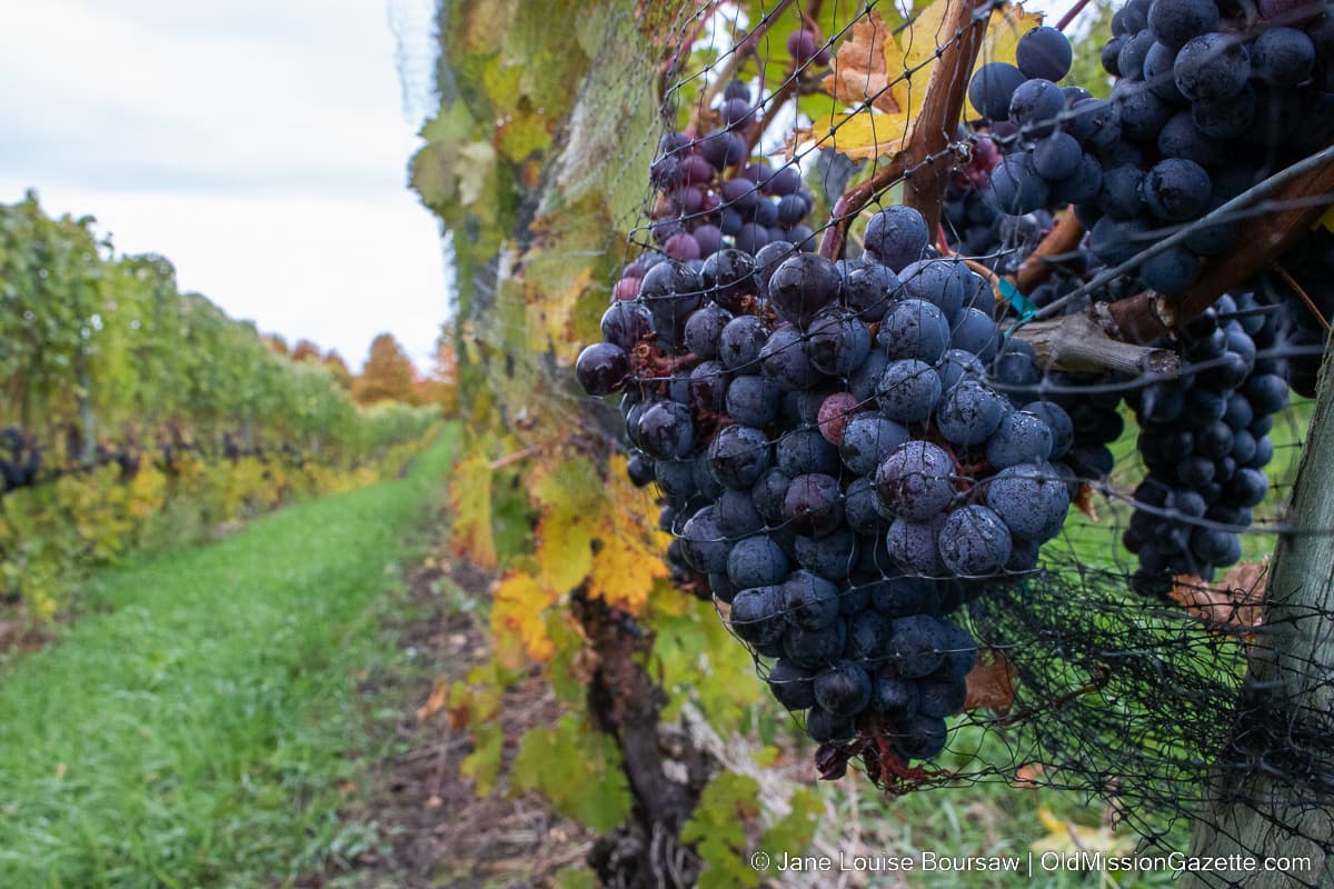 Old Mission farmer says township raised winery acreage rules after land purchase