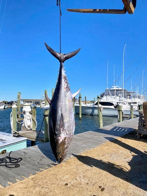 Olan West Reports Gulf Stream Setting Up Early-Season Bluefin, Yellowfin