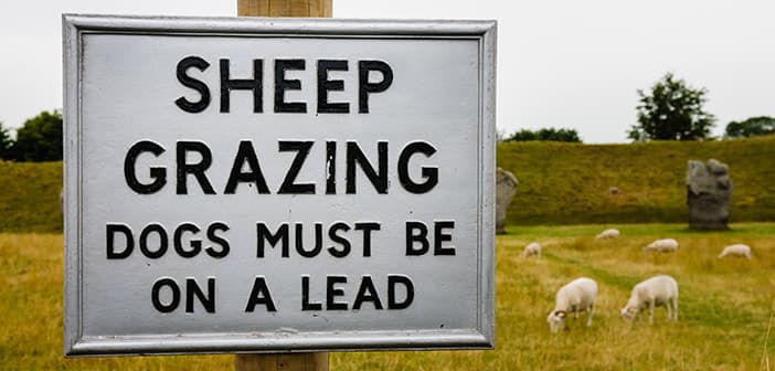 NSA Opens Sheep Worrying Survey to Dog Owners for First Time