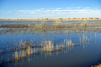 Texas County playa lakes shape water, wildlife and farmland