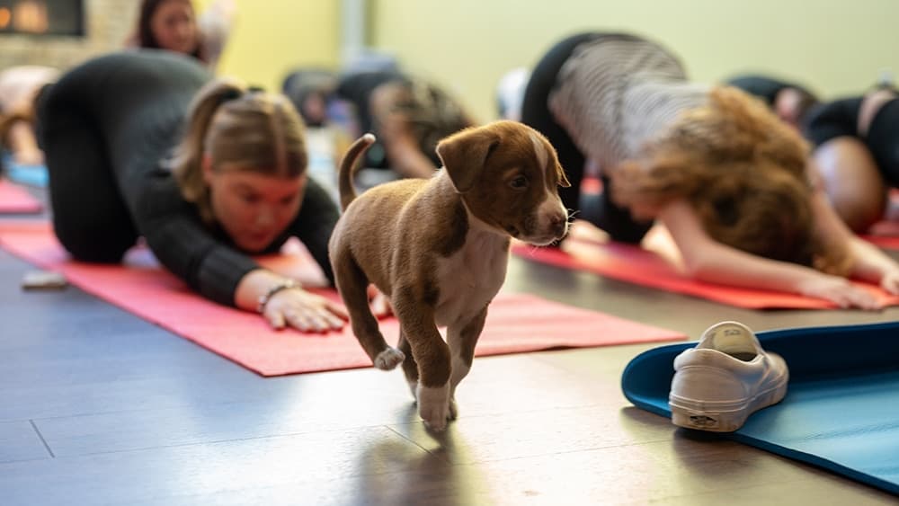 Puppy Yoga Event Brings Adoptable Dogs to Olympia