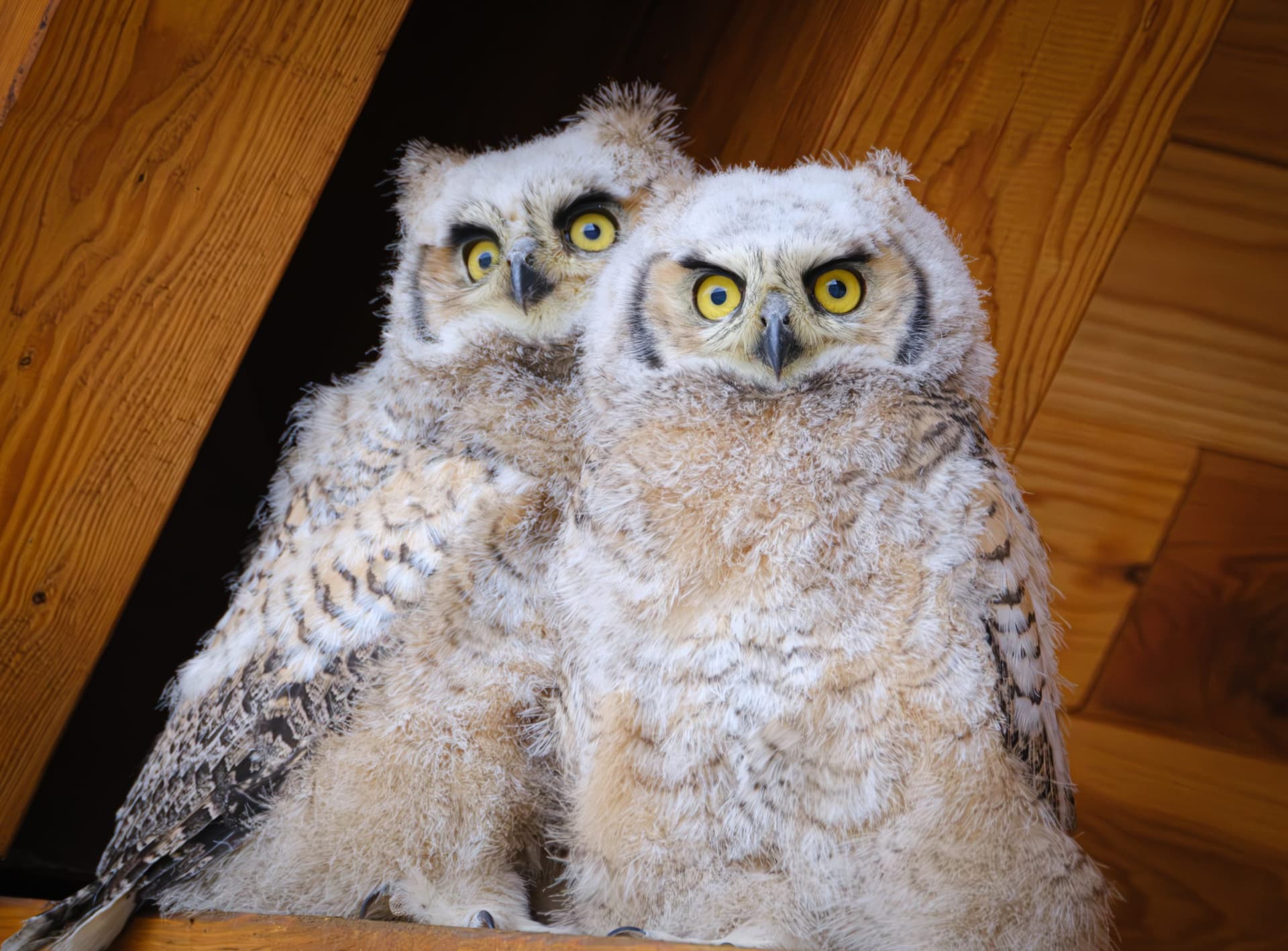 Avian Influenza Confirmed in Summit County Wild Birds as Statewide Cases Rise