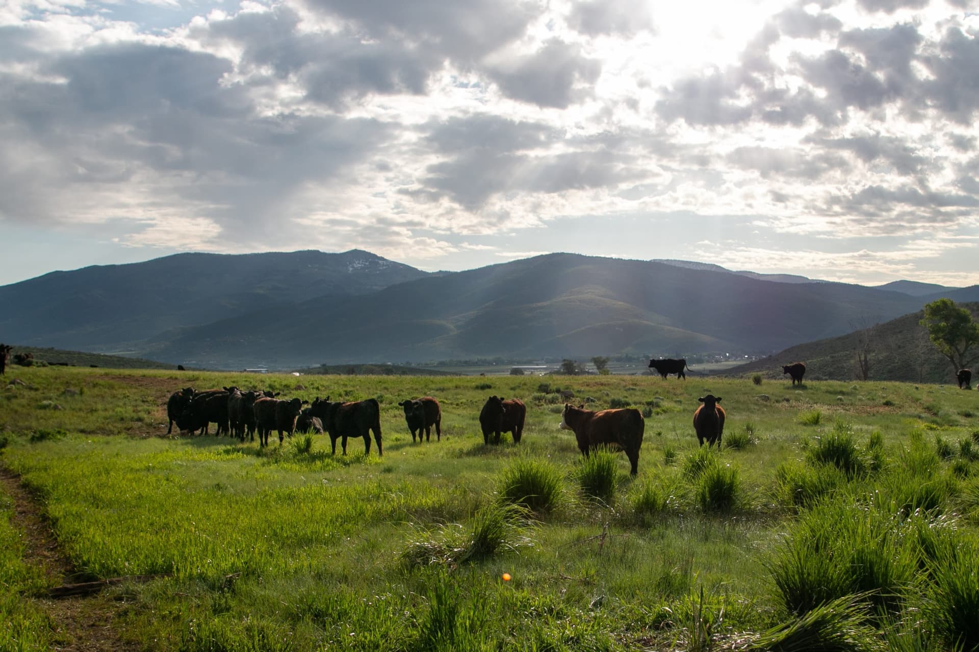 Summit County Secures 835 Acre Ure Ranch, Preserves Kamas Valley Future