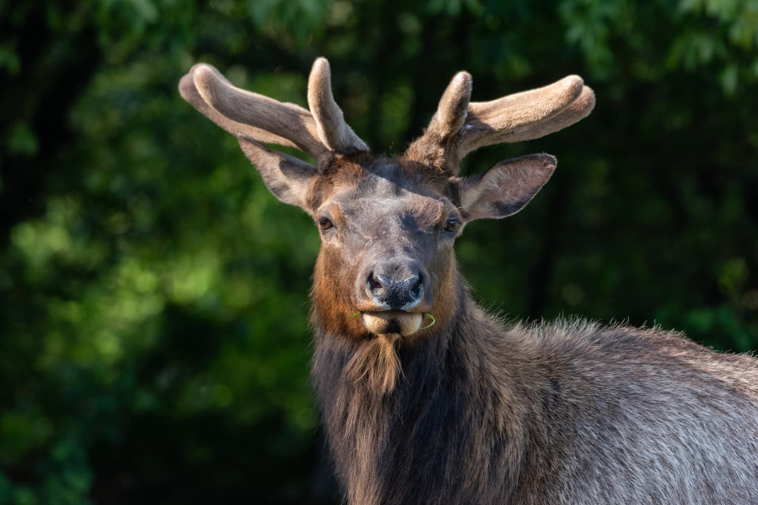 Redwood parks anchor Humboldt with forests, coastline, and conservation lessons
