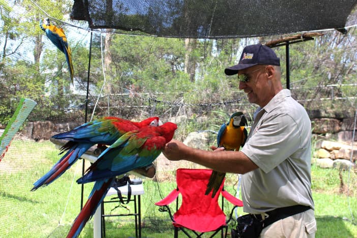 Spotting Training Plateaus in Parrots and Reigniting Their Learning Progress