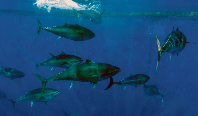 Italy Sets 6,182-Tonne Bluefin Quota, Opening Doors for Small Coastal Fishers